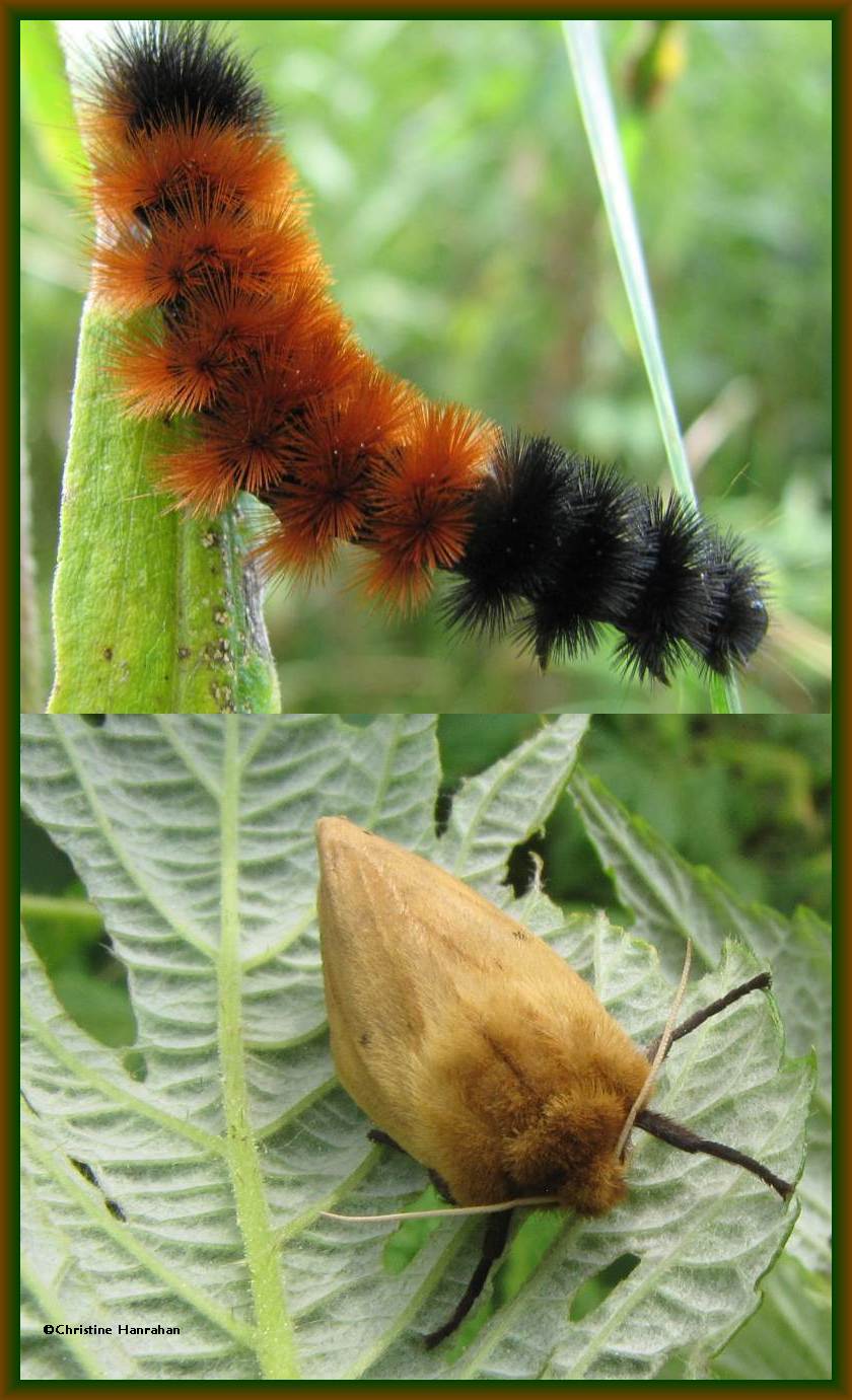 Isabella Tiger Moth: caterpillar (Woolly Bear) and adult (<em>Pyrrharctia isabella</em>)