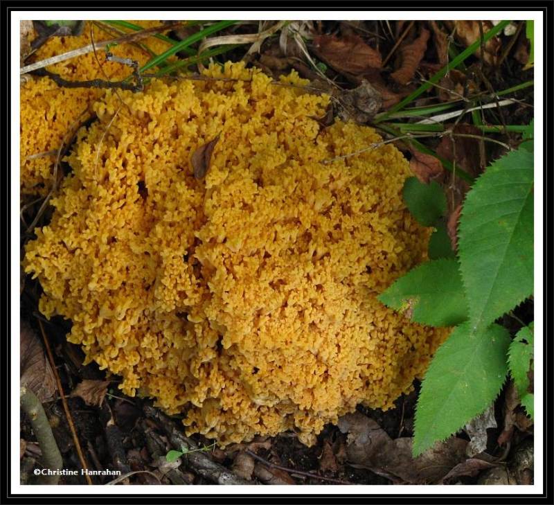 Coral fungus, possibly a Ramaria species
