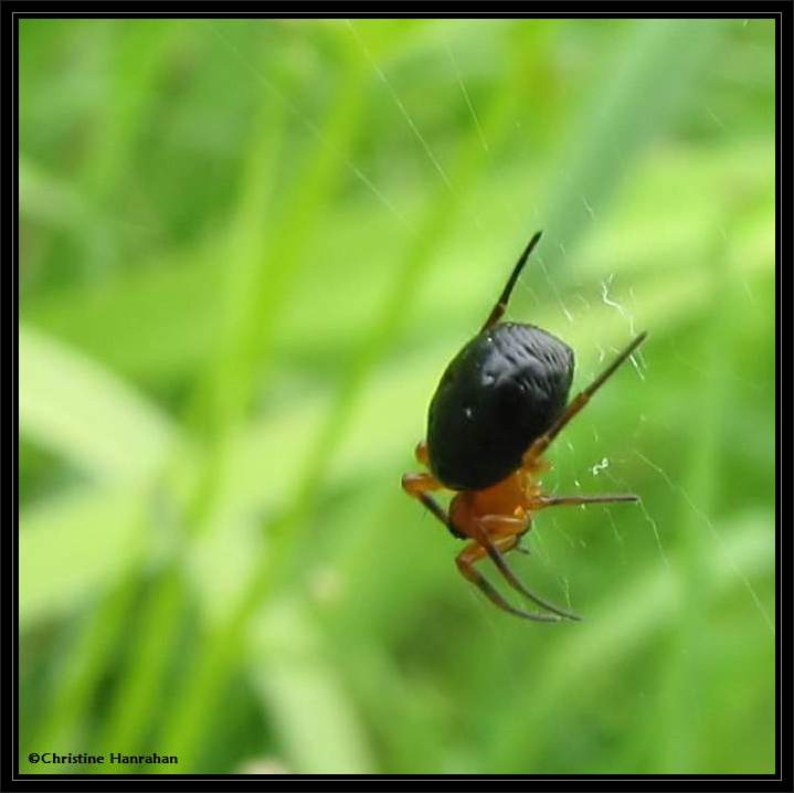 Splendid dwarf spider (Hypselistes florens), female