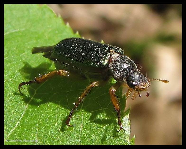 Scarab beetle  (Dichelonyx)