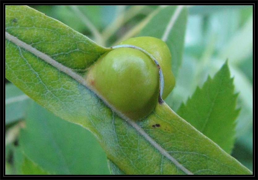 Willow gall caused by a sawfly