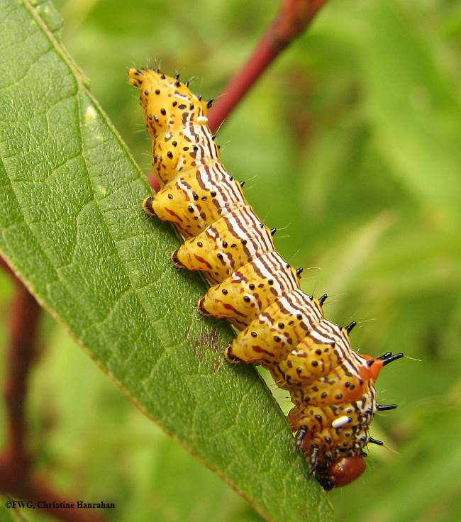 Red-humped caterpillar (Schizura concinna) , #8010