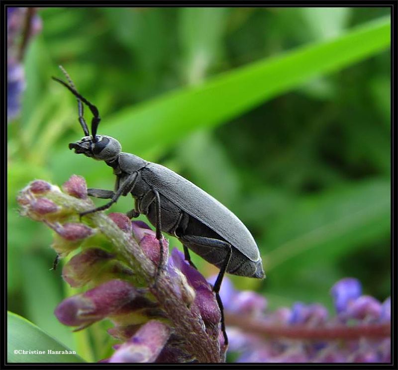 Blister beetle (Epicauta sp.)