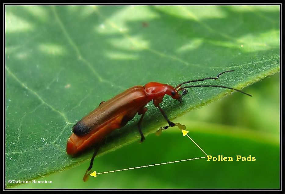 Soldier beetle with Milkweed pollen packets (pads) on feet