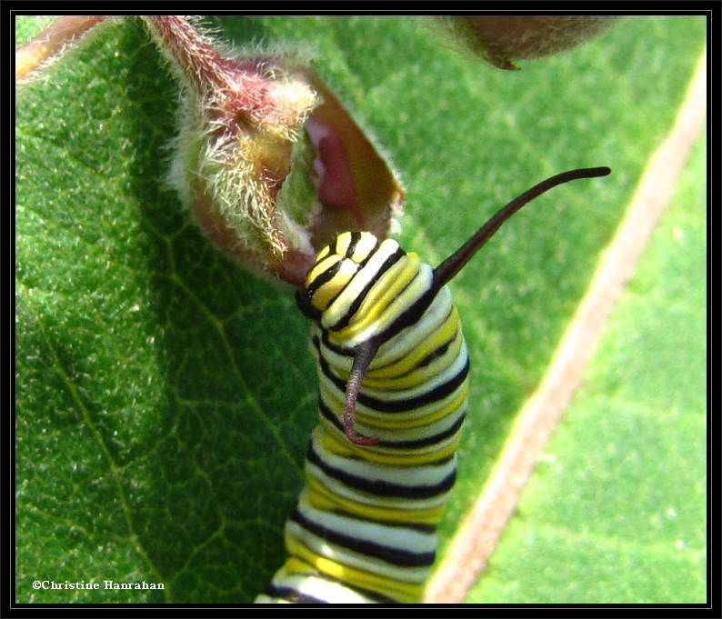 Monarch caterpillar eating milkweed flower bud.