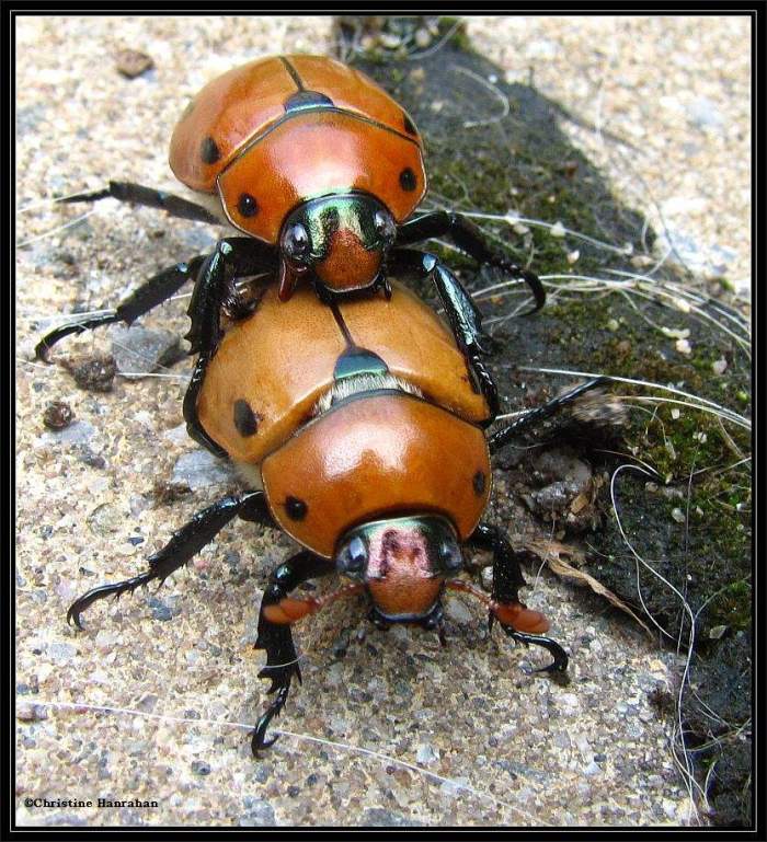 Scarab Beetles (Scarabaeidae)