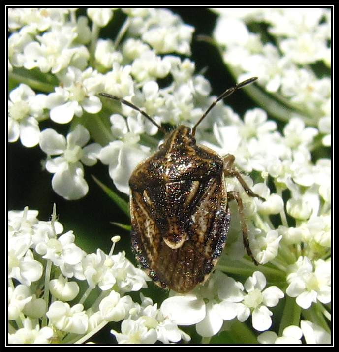 Stinkbug (Trichopepla semivittata)