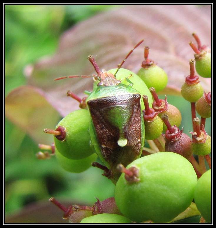 Banasa stinkbug (Banasa dimidiata sp.) on Red osier dogwood fruit