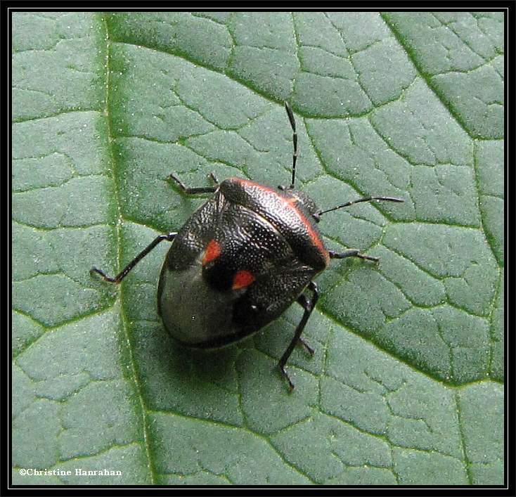 Two-spotted stinkbug (Cosmopepla)