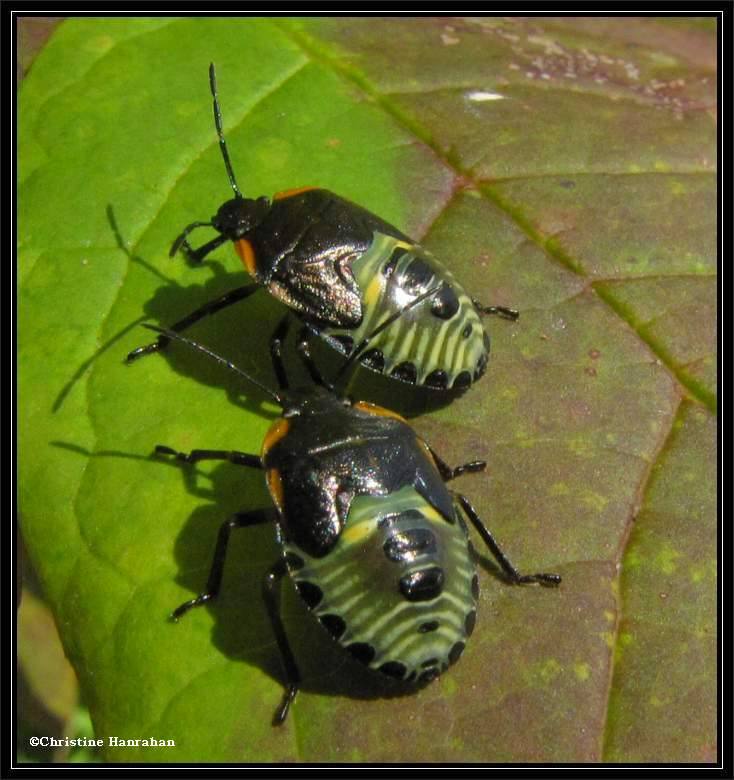 Green stinkbug nymphs (Chinavia hilaris)