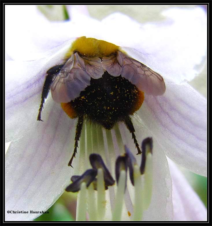 Bumble bee (Bombus) in hosta flower