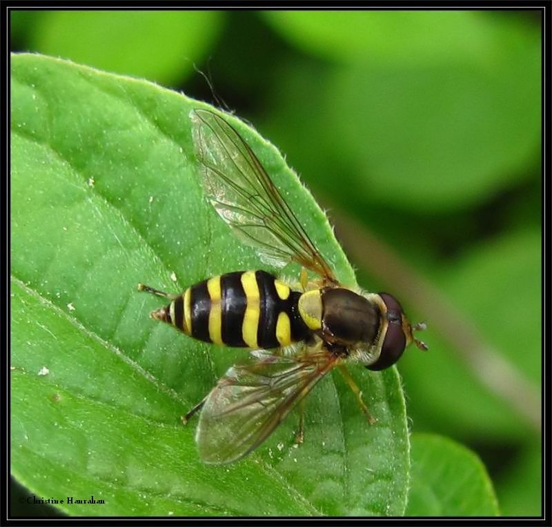 Hover fly, possibly syrphus  sp.