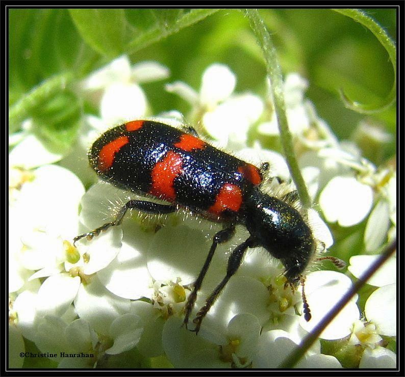 Checkered beetle (<em>Trichodes nutalli</em>)
