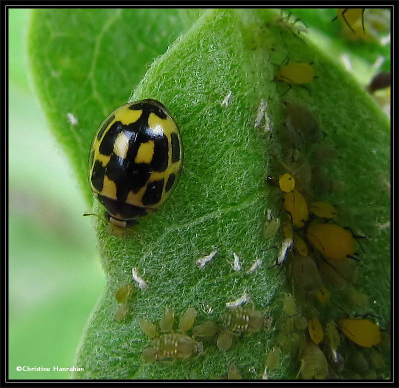 Fourteen-spotted ladybeetle with aphids