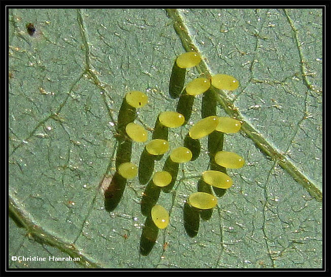 Insect eggs, possibly of an Asian Ladybeetle (Harmonia axyridis)