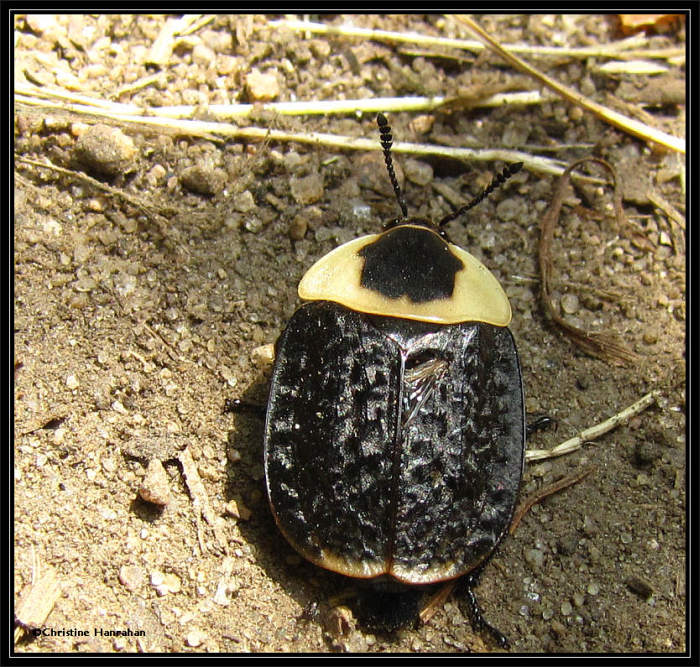 Burying beetle (<em>Necrophila americana</em>)