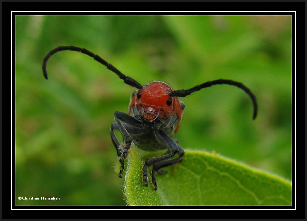 Milkweed beetle (<em>Tetraopes tetrophthalmus</em>)