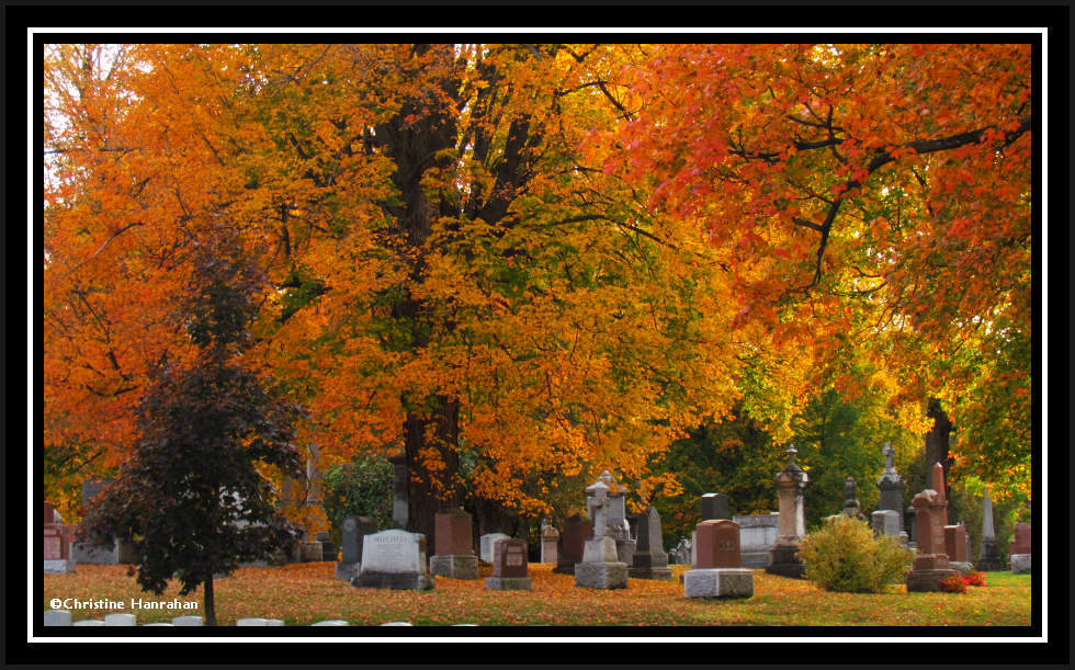 Beechwood autumn