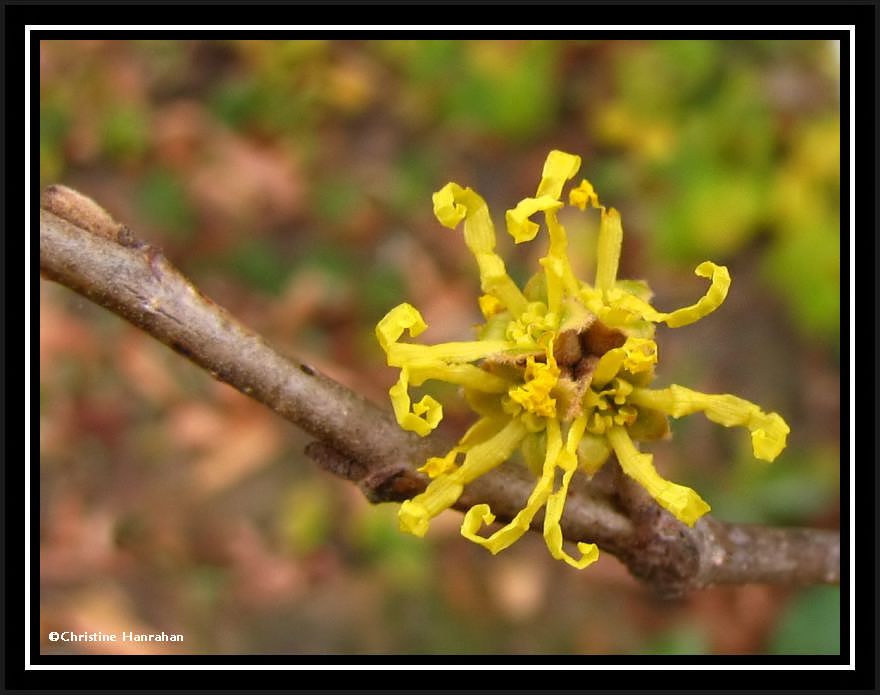 Witch hazel (<em>Hamamelis virginiana</em>