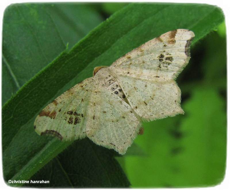 Common angle moth (Macaria aemulataria) #6326
