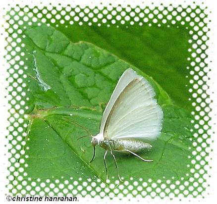 White spring moth  (Lomographa vestaliata) #6667