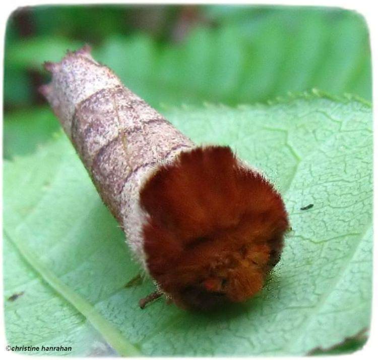 Yellow-necked caterpillar moth (Datana ministra sp.)  #7902