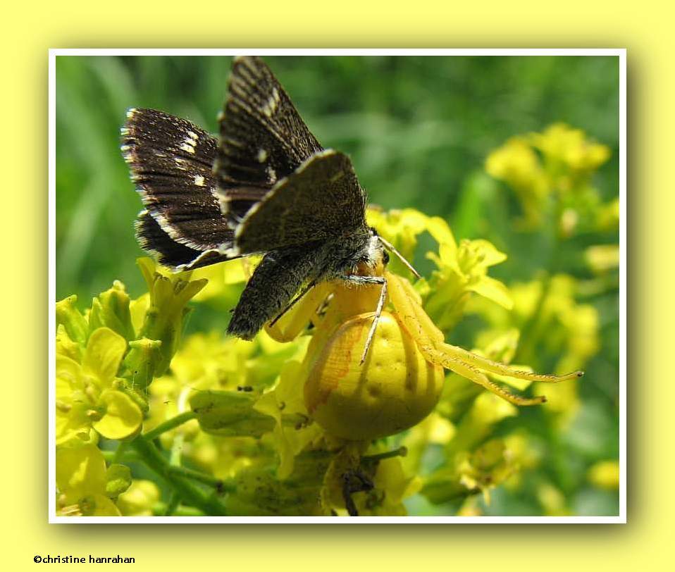 Female Goldenrod Crab spider (<em>Misumena vatia</em>) with Pepper and Salt Skipper