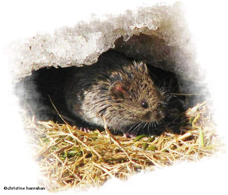 Meadow vole in snow tunnel