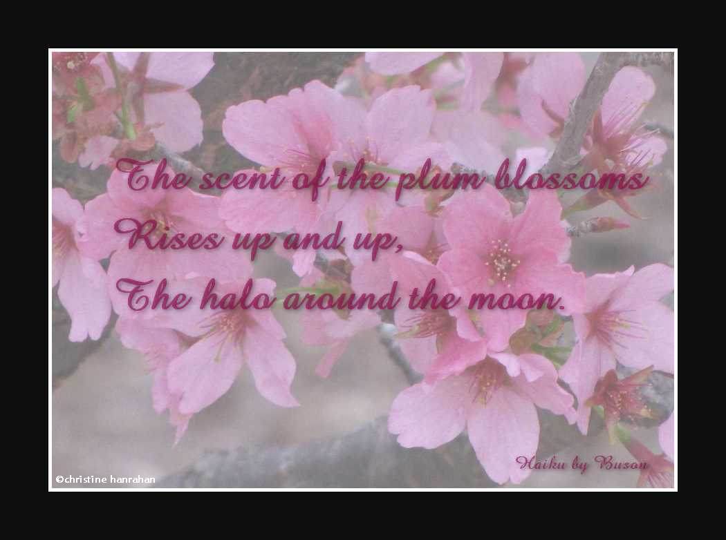 The scent of plum blossoms