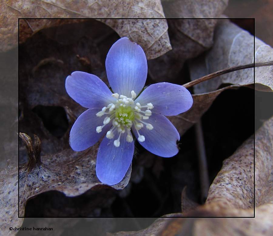 Sharp lobed hepatica (<em>Hepatica acutiloba</em>)