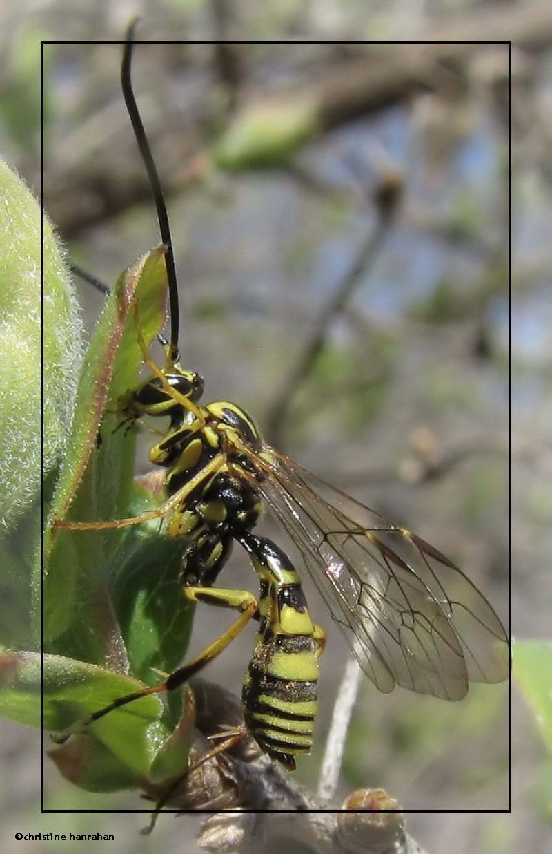 Ichneumonid wasp (<em>Banchus</em> sp.), female