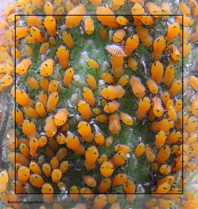 Oleander aphids  (<em>Aphis nerii</em>)