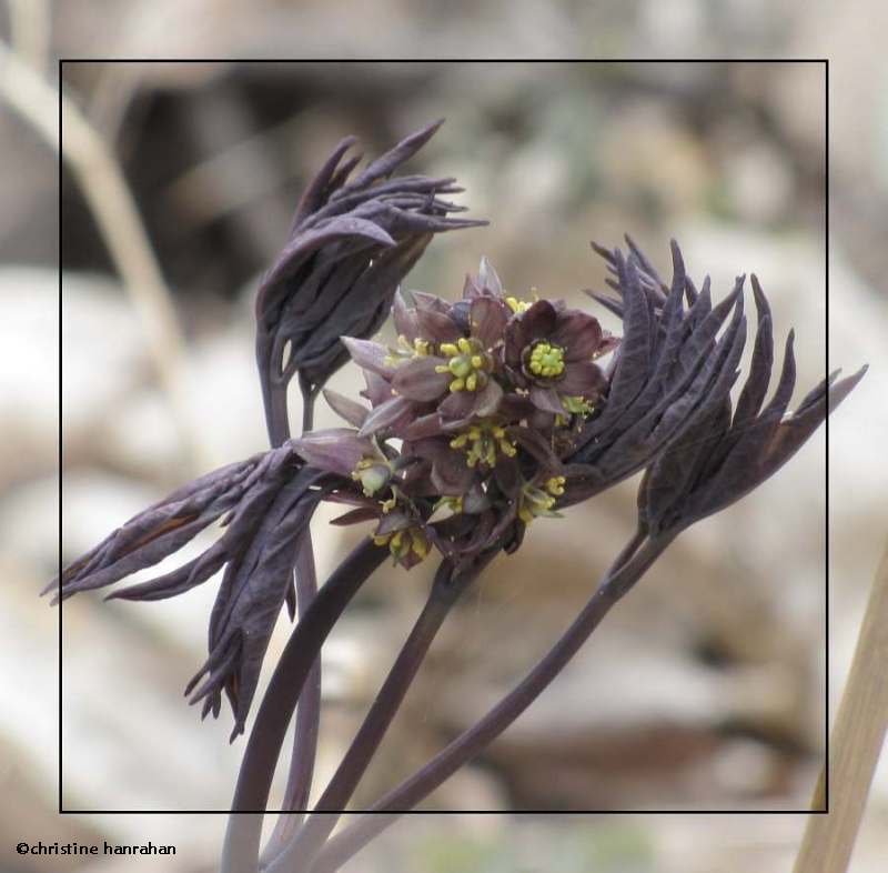 Blue cohosh (Caulophyllum giganteum)