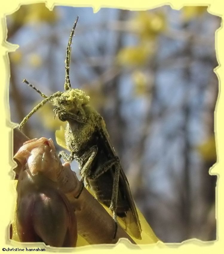 Sawfly (<em>Dolerus nitens</em>)