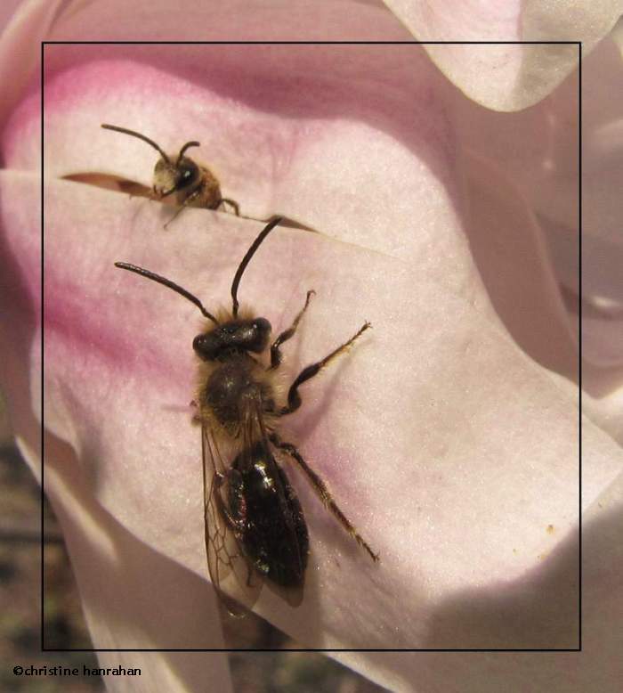 Bees on magnolia flower