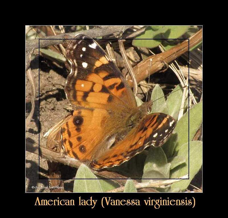American lady (Vanessa virginiensis)
