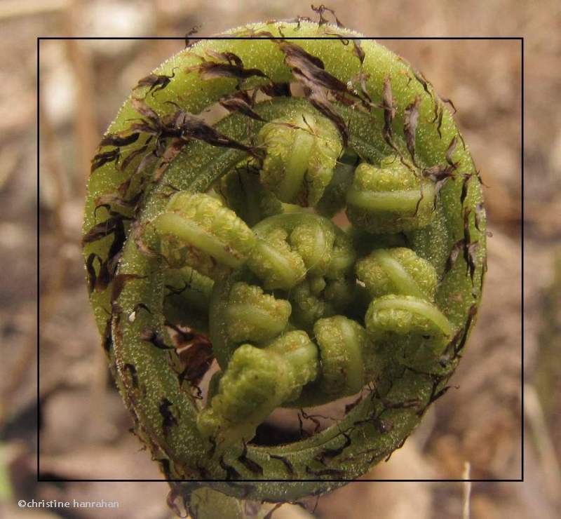 Lady fern (Athyrium felix-femina)