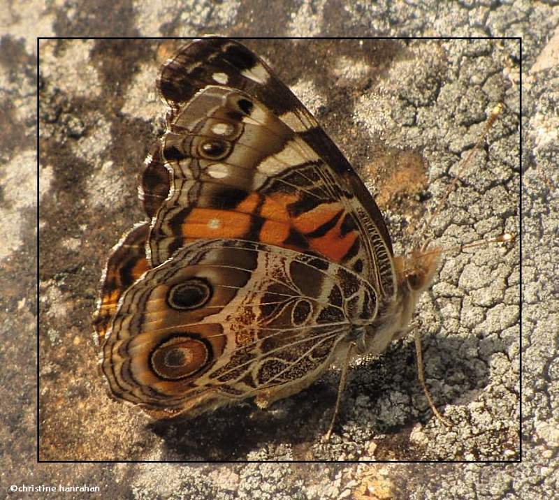 American lady (Vanessa virginiensis)