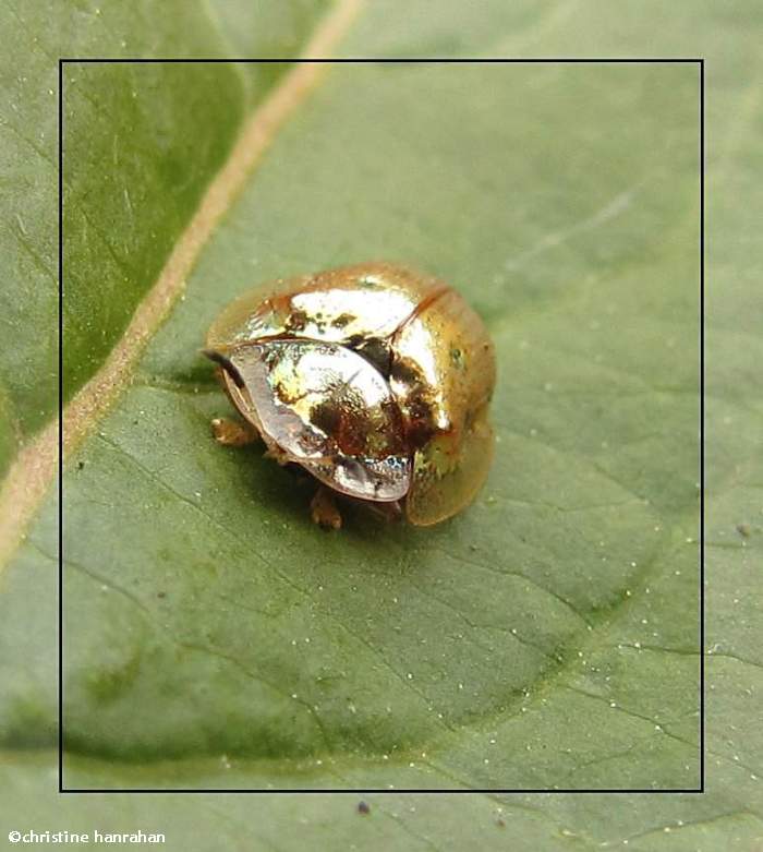 Golden tortoise beetle (Charidotella sexpunctata)