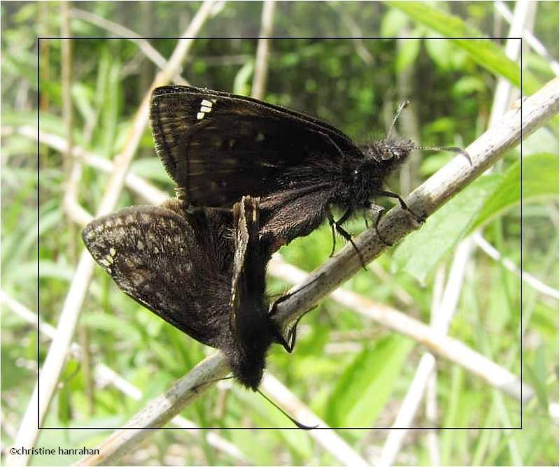 Juvenal's duskywing (Erynnis juvenalis)