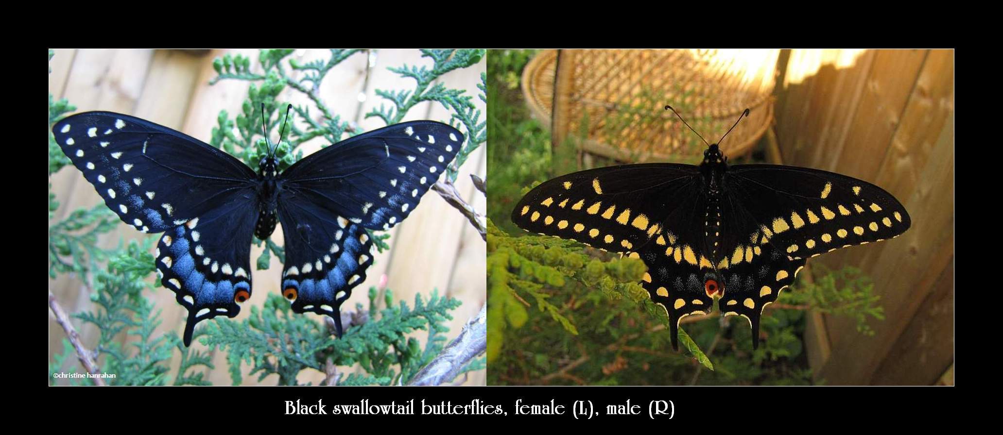 Black swallowtail  (<em>Papillio polyxenes</em>), female and male