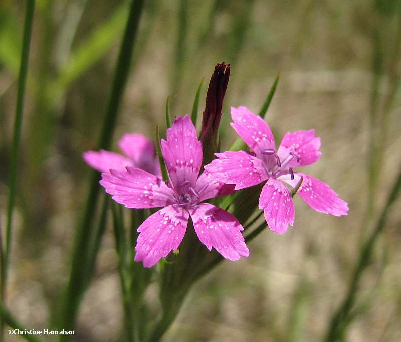 Deptford pink (Dianthus armeria)