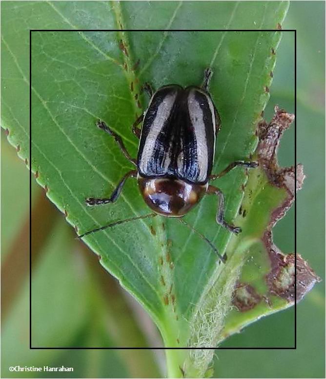 Leaf beetle (Cryptocephalus sp.)