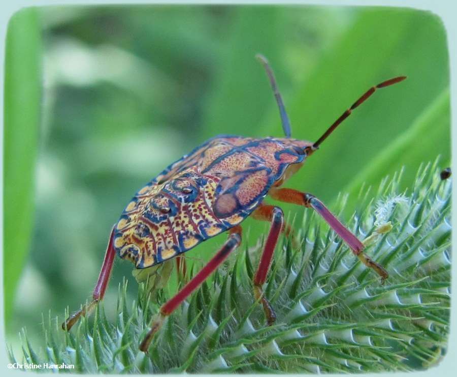 Stink bug nymph (<em>Apoecilus</em> sp.) ?