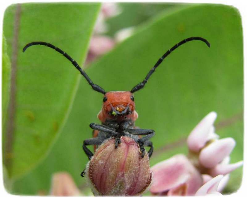 Milkweed beetle (Tetraopes tetrophthalmus)