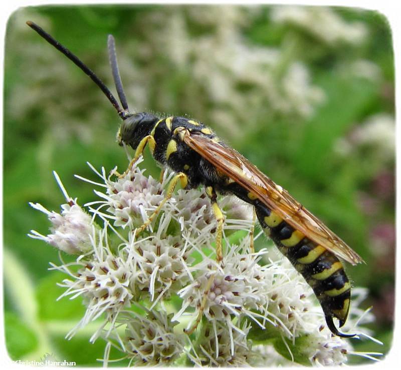 Tiphiid wasp (Myzinum quinquecinctum/em>), male