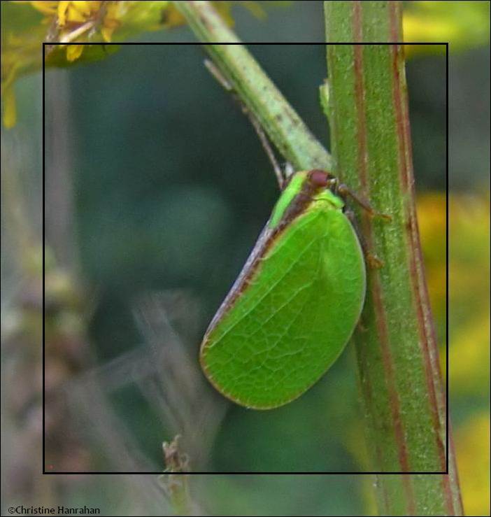 Planthopper (Acanalonia)