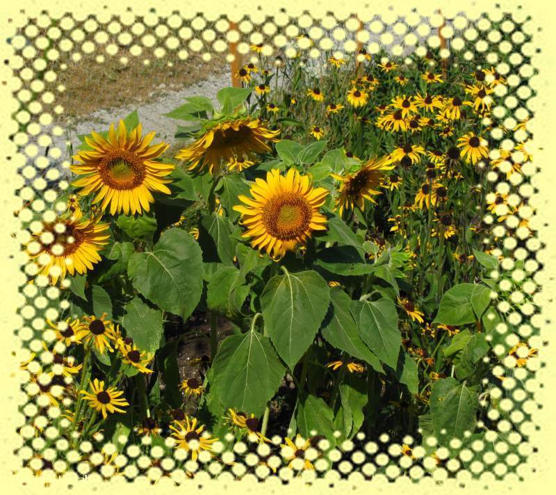 Sunflowers (Helianthus)