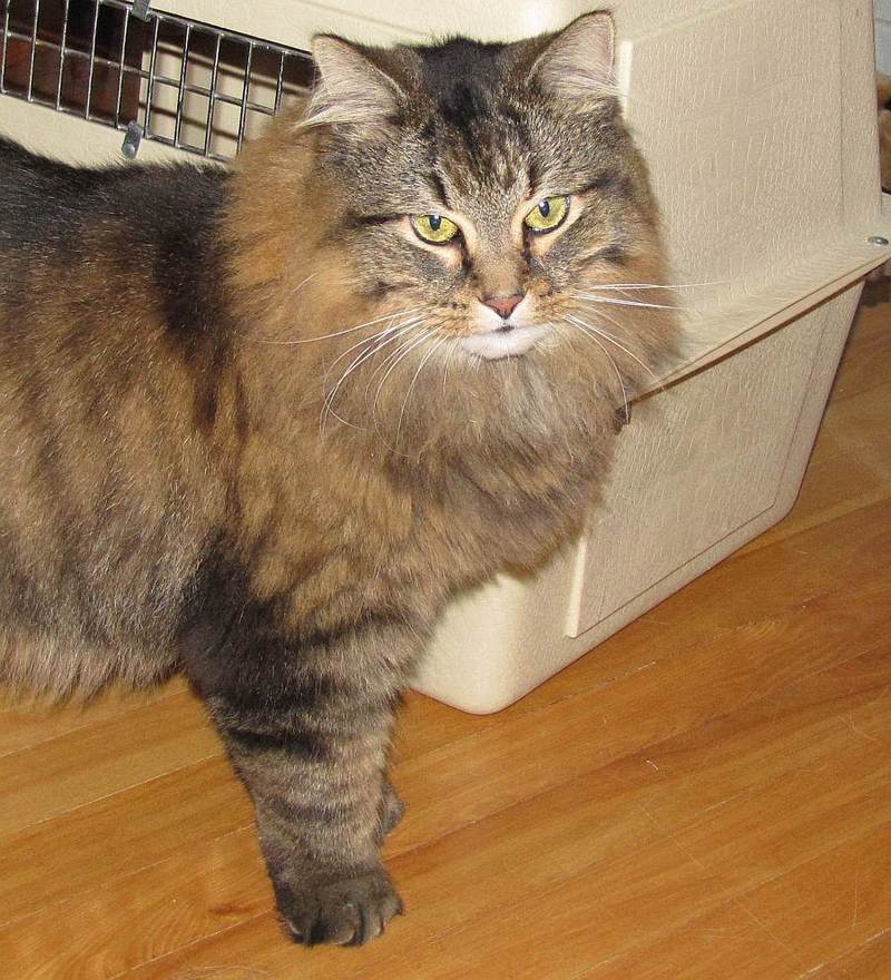 Welcome home Grendel (Monsieur Chatouille!)