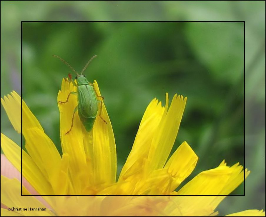 Northern corn rootworm beetle (<em>Diabrotica barberi</em>)